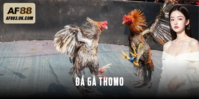 Đá Gà Thomo - Cao Thủ Bật Mí Cách Nhận Diện Chiến Kê