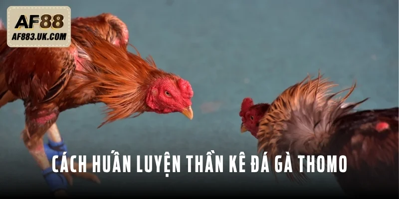 Hướng dẫn sư kê huấn luyện gà chiến hiệu quả