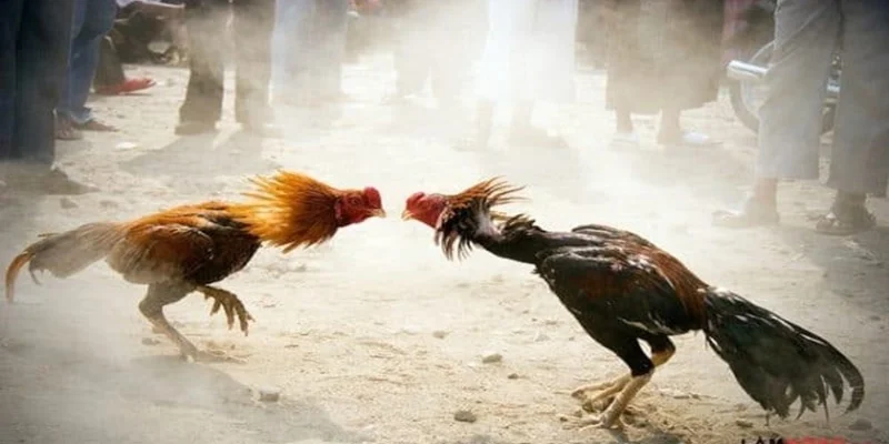 Góc nhìn chuyên gia về đá gà thái năm 2025