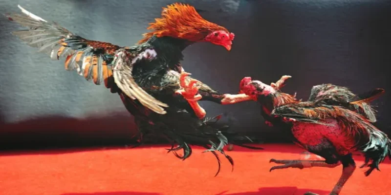 Xu hướng đá gà Thái năm 2025